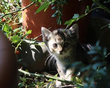 [Fotografie]: Fünf kleine Babykatzen
