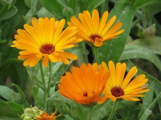 Calendula-Ernte