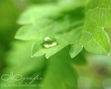 M wie Montag oder ... MakroMontag