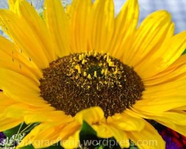 Sonnenblume