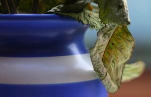 Pflanzen im Büro – Gießen nicht vergessen!