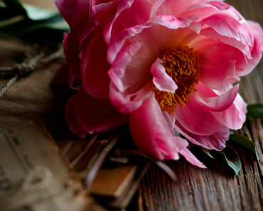 Peony | Pfingstrose | INSPIRATION