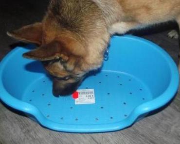 Neue Hundesachen