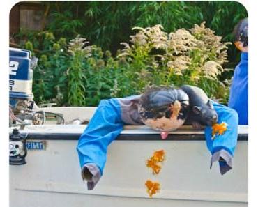 Kürbisfest in Logelheim (6) – …seekrank!