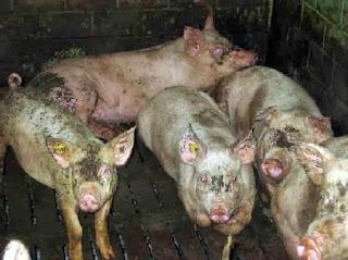 Volksverblödung pur - Springers 'Welt' meint: "Bio-Schweine? Nein, danke!"