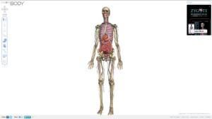 Zygote Body –  Anatomie im Internet