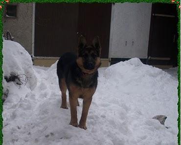 Bella wünscht euch tierische Weihnachten (;