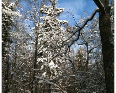 Winter Wonderland II