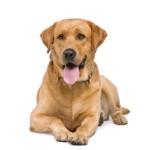 Reiseführer für Hundebesitzer