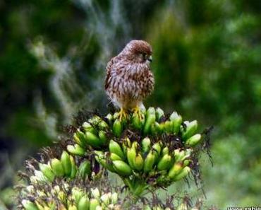 Wildvögel füttern