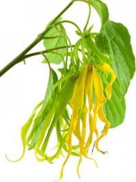 Ylang-Ylang ( Cananga odorata )