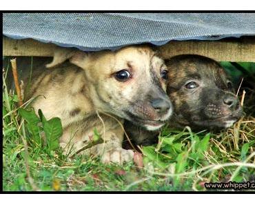 5 Jahre mit meinem Seelenhund