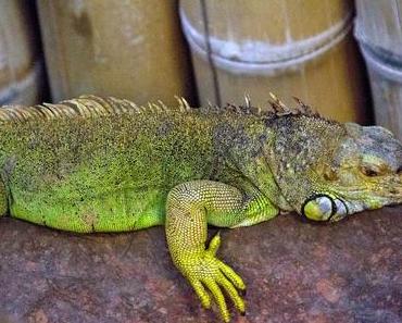 Tierpark Berlin (Fotos 4)