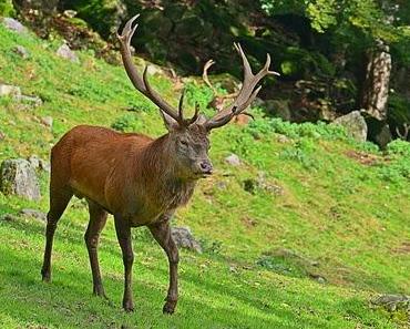 Wildfleisch - Mager, Bio und trotzdem mit Vorsicht zu genießen