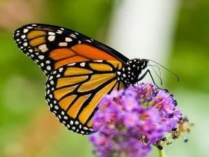 Artenschwund beim Monarchen