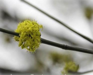 Aus meinem Garten: Ein ungewöhnlicher Februar