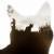 Clip des Tages: True Warrior Cats (True Detective Opening with Cats)