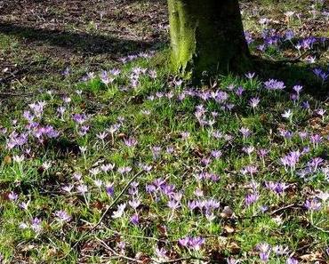 Frühling im Februar!