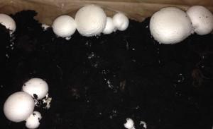 Frische Champignons von Pilzmännchen