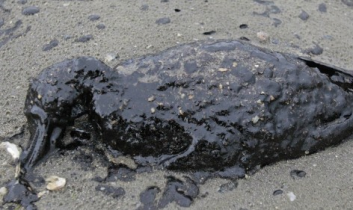 Öko-Desaster durch Ölpest bei Houston: Verölte Vögel verenden