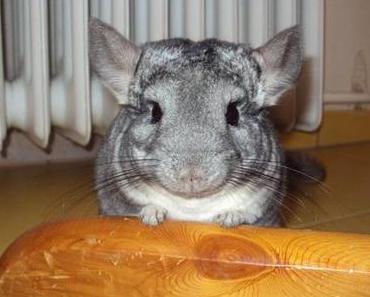Armani und seine vier kleinen Freunde ツ
