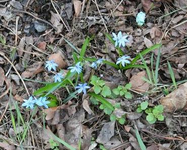 durch den Frühling spaziert ...