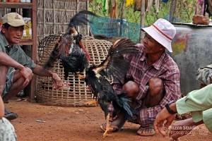 Hahnenkampf in Kambodscha illegal aber beliebt