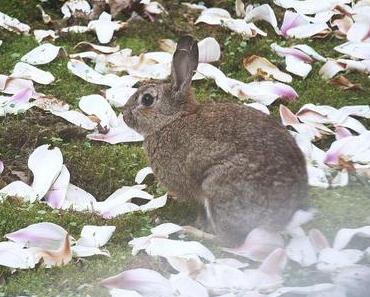 Pingponghäschenliebe
