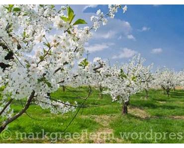 Kirschbaum-Blüte im Markgräflerland: Eine kleine Wanderung