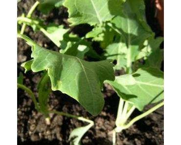 Projekt Natur und Garten