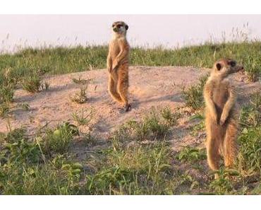 Photoshoot mit Erdmännchen