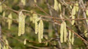 Pollenallergie – der leise Angriff über die Luft