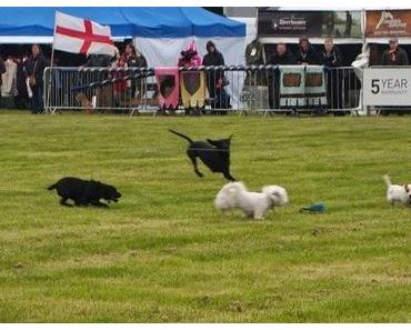 Was von Ostern übrig blieb - Kräuterquark-Dip
