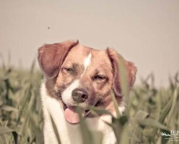 Springtime – ein wunderschöner Frühlingstag