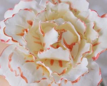 Erstes Youtube Video - Pfingstrosen Tutorial