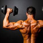 Muskelaufbau Schulter