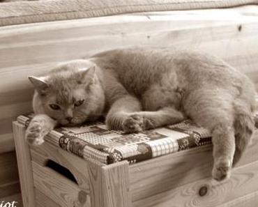 Freud und Leid mit meiner Rasselbande