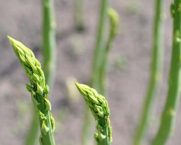 growing green asparagus