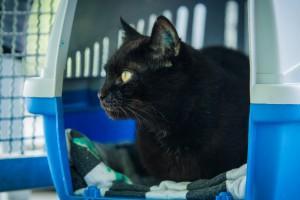 Schwarze Schönheit Anna