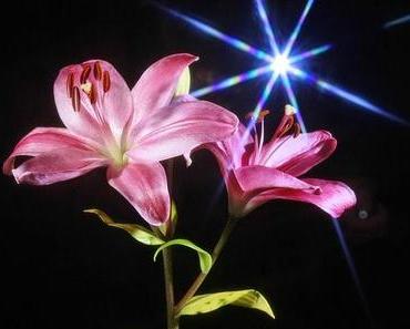 Psssst... - Die Bloggerwelt wird kopfstehen