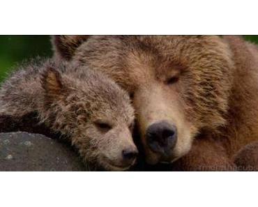 Be Bear Aware!