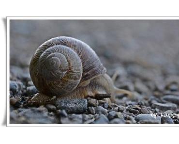 Äs Glofächüssäli