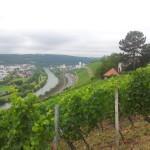 Steinweinpfad in Würzburg – Spaziergang zwischen Weinreben