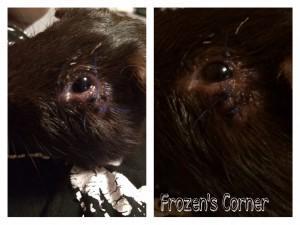 Freitagsfueller #278