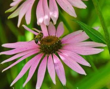 Aus meinem Garten: Juli