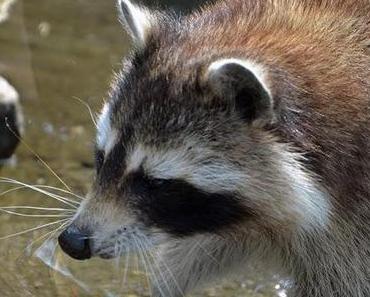 Waschbären im Zoo am Meer Bremerhaven | Wremen Tag Drei [29.07.2014]