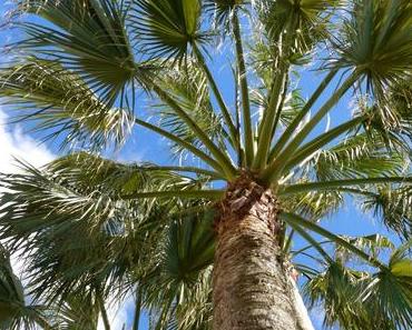 Sommerpause und Lieblings-Blogrezepte, damit ihr mir nicht verhungert ;)