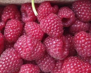 Himbeere: Obst des Monats August