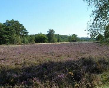 11.09.13 - [Reality Bites] Ausflug in die Fischbeker Heide