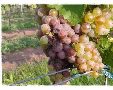 Gute Kerlchen, böse Kerlchen